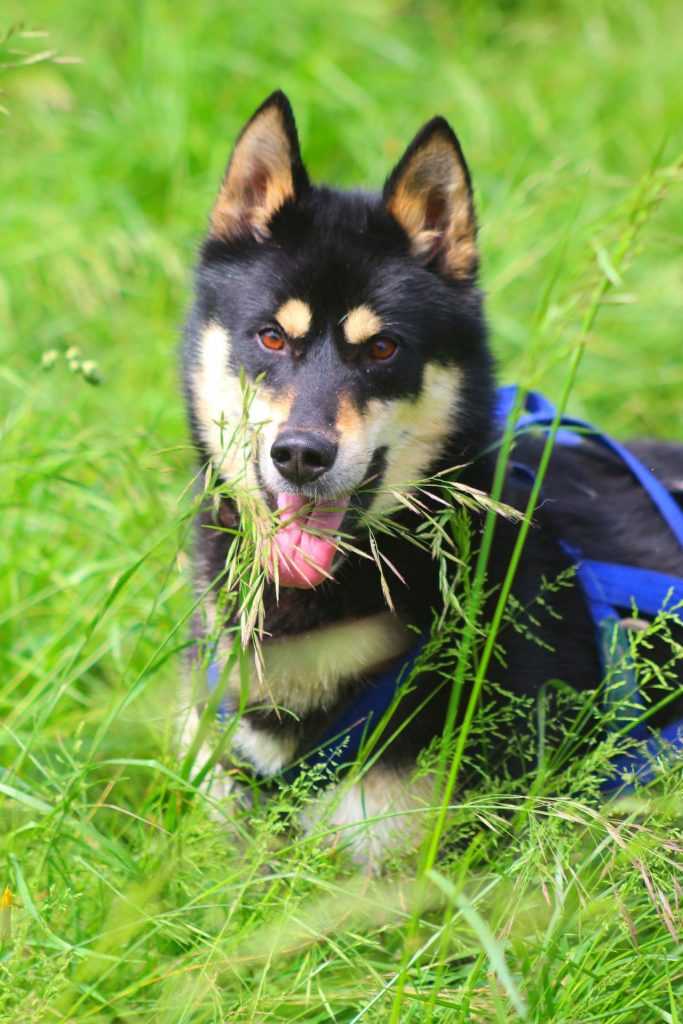 Chien pour attelage _ Kolyma _ Brion