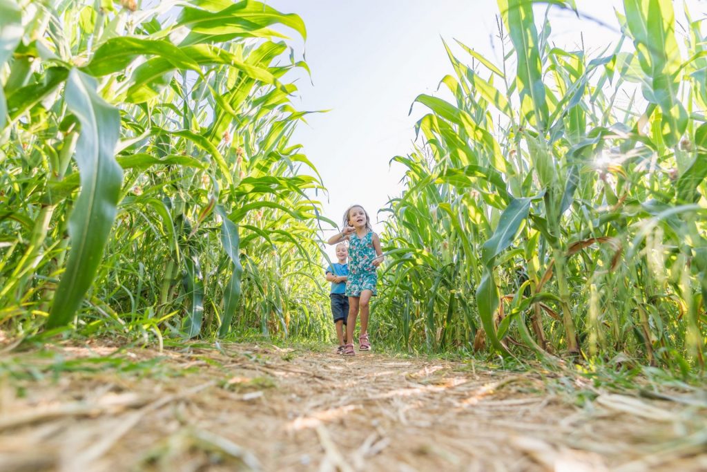 Labyrinthe végétal à Romagne