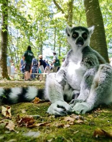 La Vallée des Singes