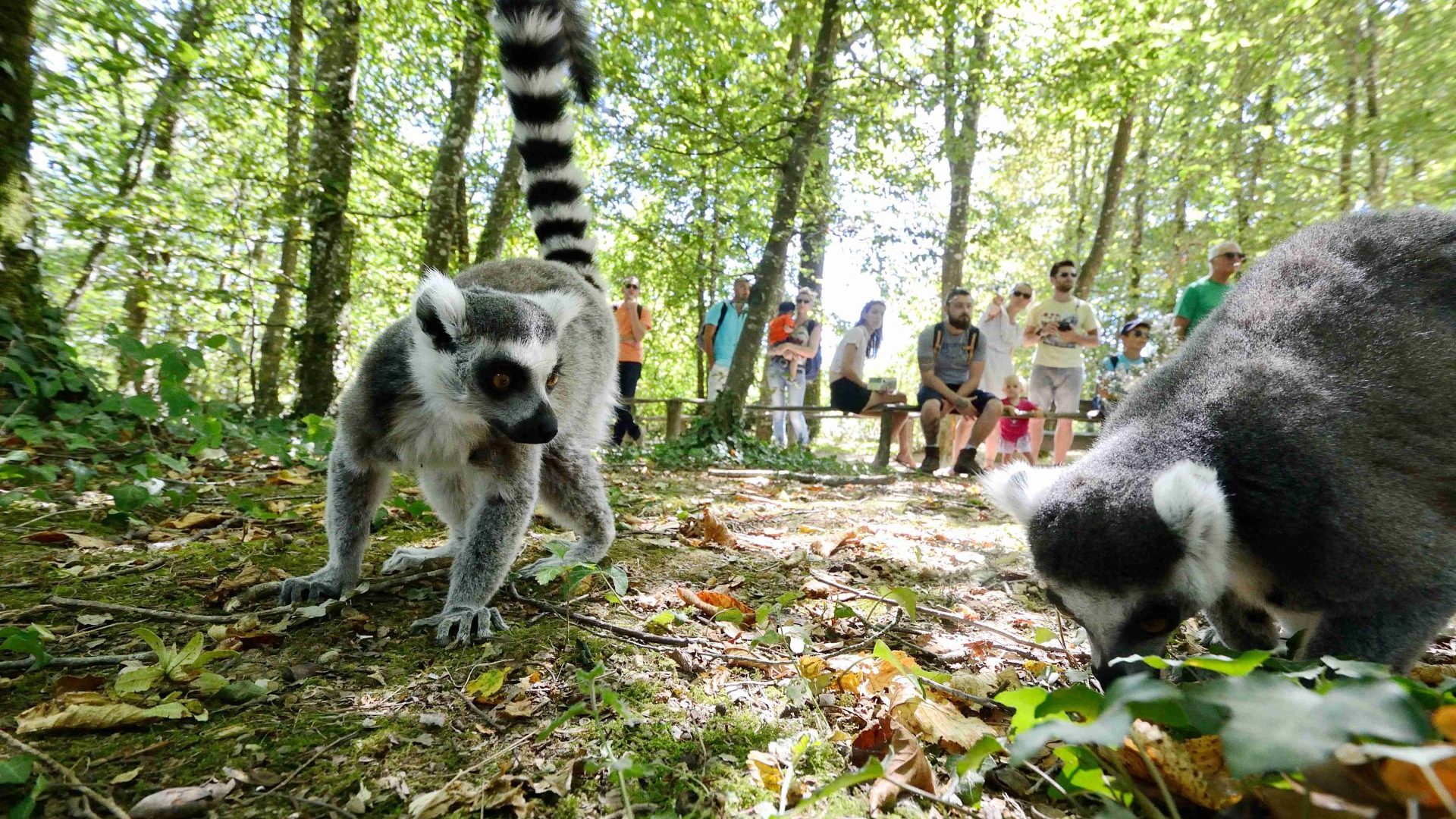 Zuschauer beobachten einen Lemur