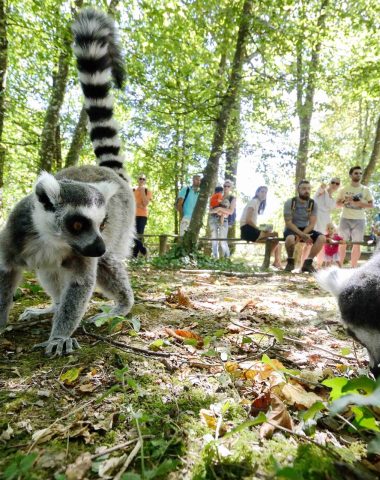 Zuschauer beobachten einen Lemur