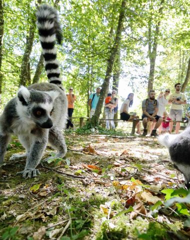 Audience watching a lemur