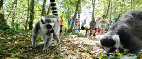 Zuschauer beobachten einen Lemur