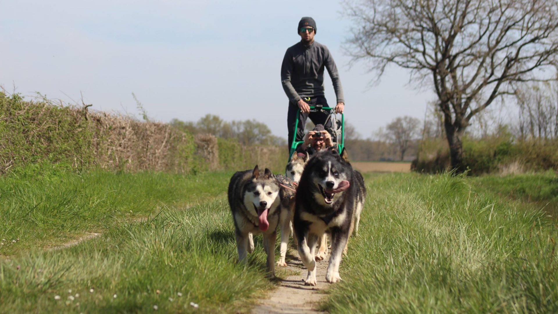 Attelage de chiens de traineaux sur terre _ Kolyma _ Brion