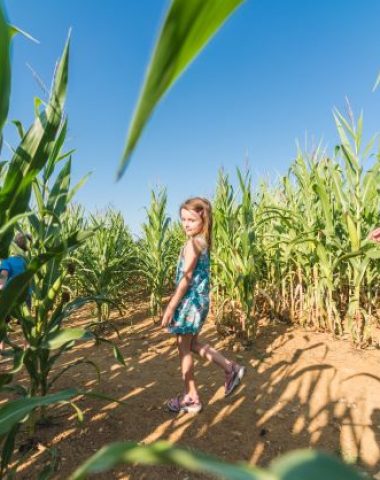 Labyrinthe Végétal à Romagne