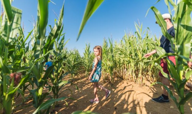 Labyrinthe Végétal à Romagne